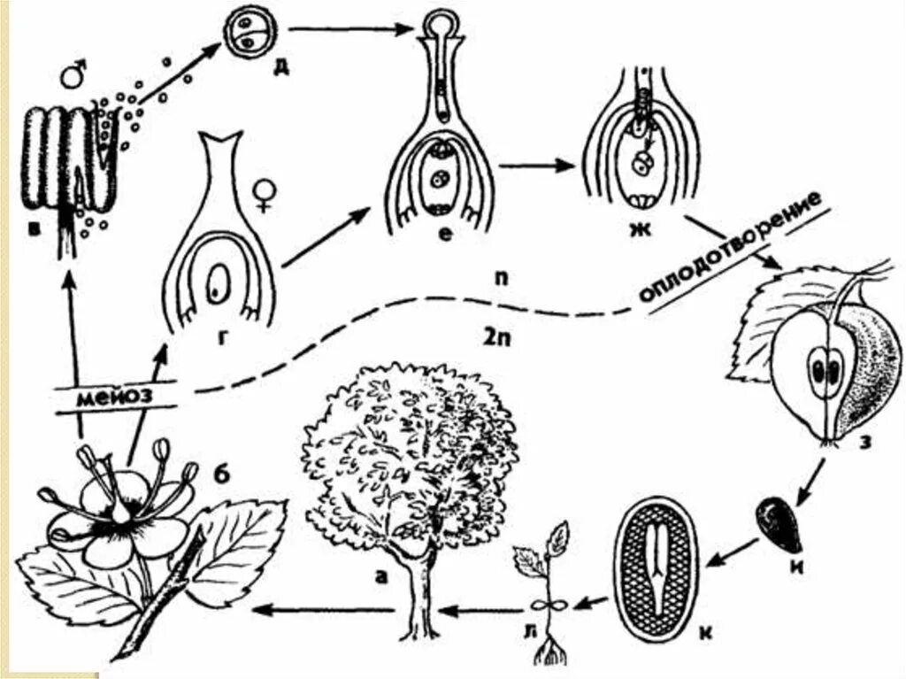 Цикл развития покрытосеменных схема. Жизненный цикл покрытосеменных схема. Жизненный цикл покрытосеменных растений схема. Цикл размножения покрытосеменных растений.