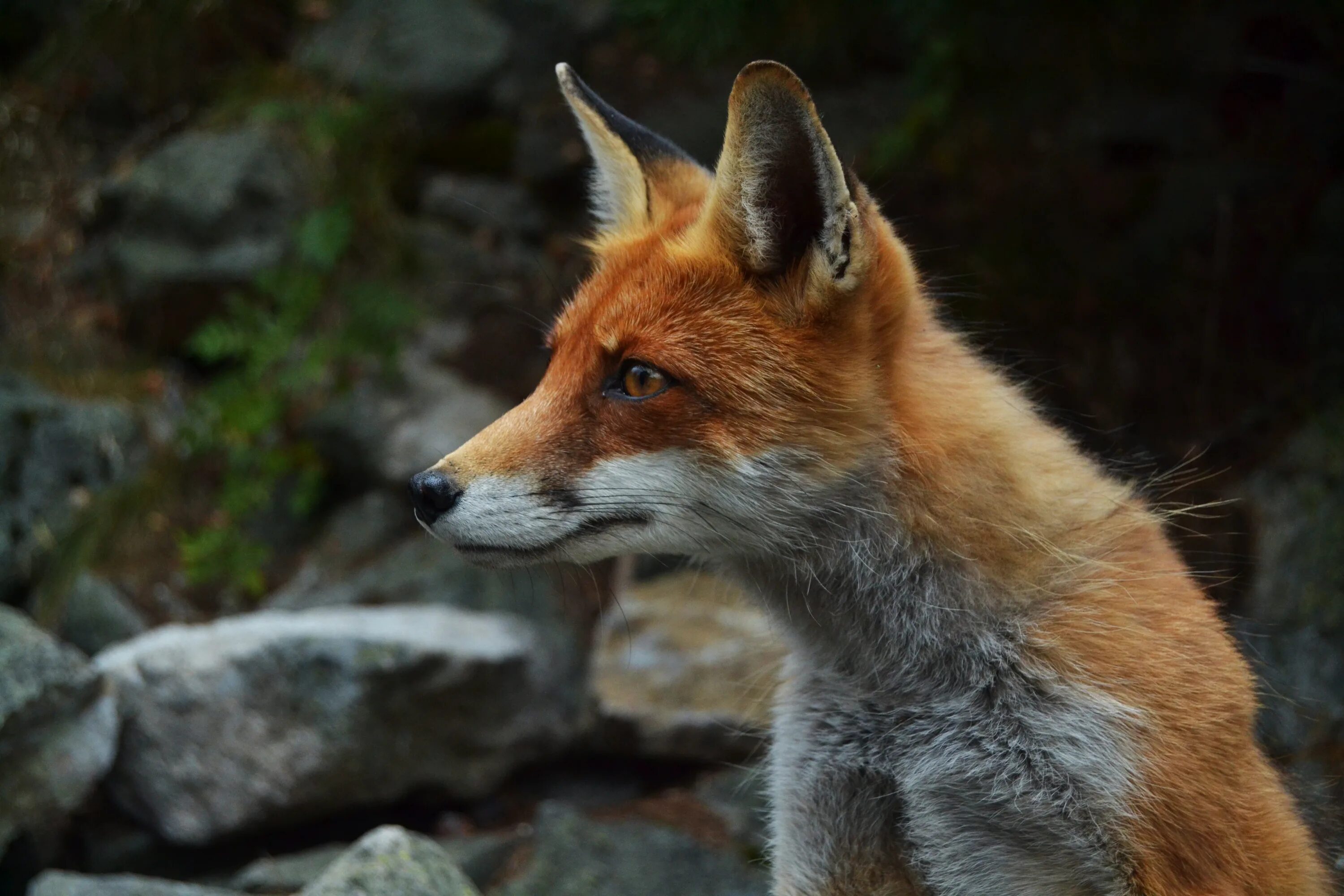 Фокс лиса. Отряд Хищные лисицы. Лиса в дикой природе. Лиса обыкновенная. Fox wild