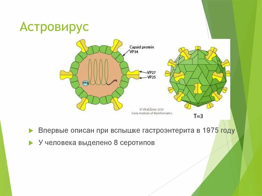 Астровирусная инфекция. Астровирусы. Астровирус строение. Астровирусная инфекция характеризуется.