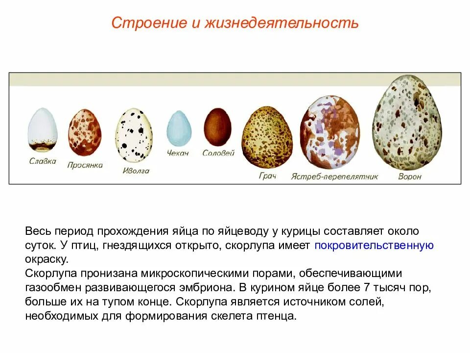 Окраска яиц птиц. Яйца птиц покрыты. Покровительственная окраска яиц птиц. Окраска яиц у разных птиц. Значение яйца птицы