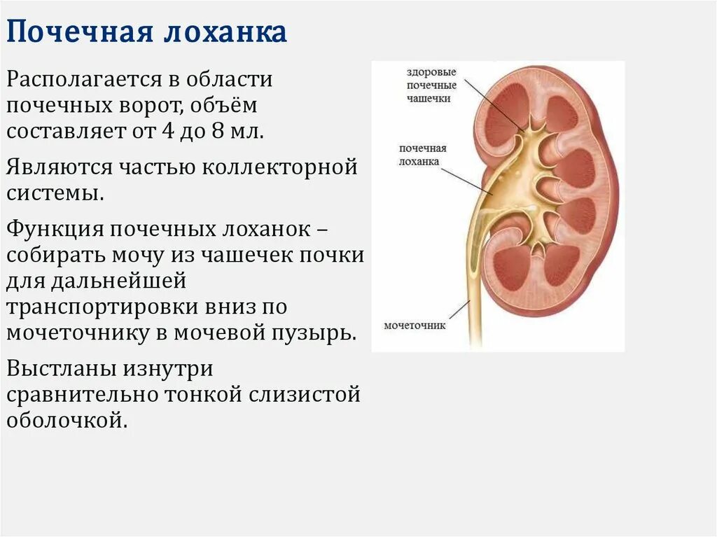 Кровь в лоханке почки. Строение почки почечная лоханка. Строение чашечки почки. Строение почки почечные чашечки. Почечная лоханка функции.