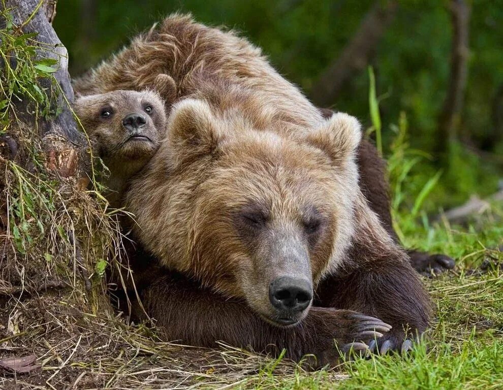 Жизнь про медведя