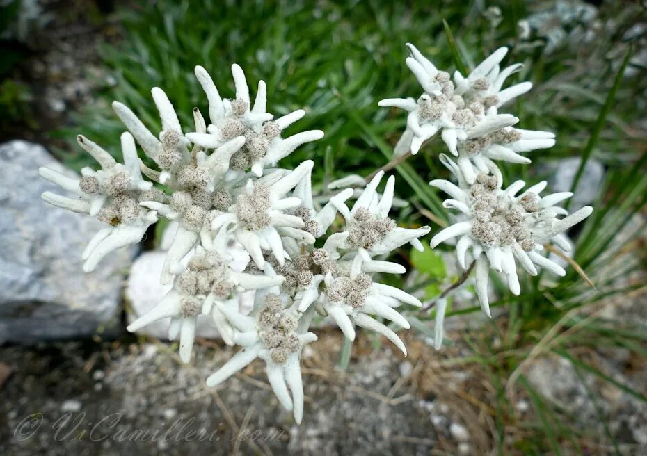 эдельвейс золотой рог. эдельвейс золотой рог. эдельвейс скученный. эдельвейс альпийский everest. эдельвейс цветок.