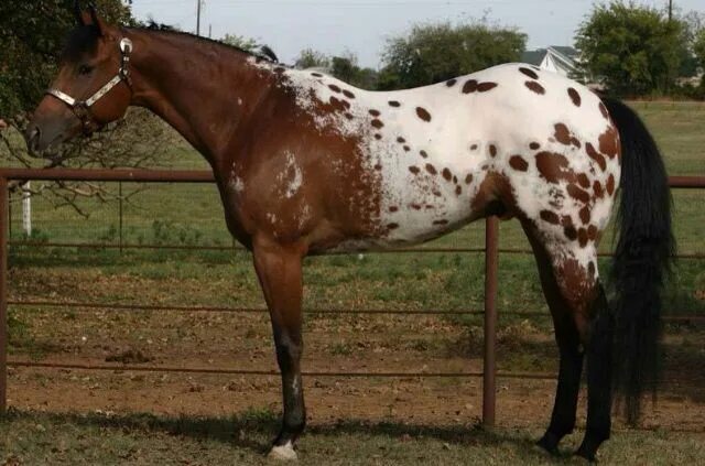 Аппалуза лошадь фото Rare & Beautiful Horse Markings Horse markings, Rare horse breeds, Rare horses