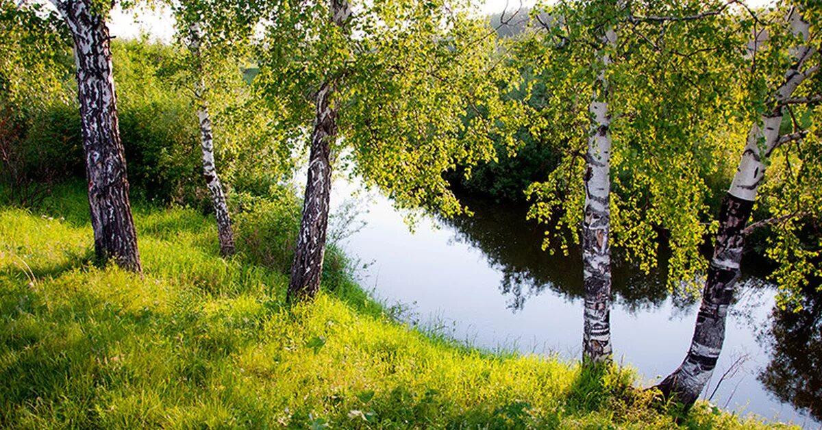 Родина картинки. Природа Россия Родина река березы. Родина Березки речки. Россия просторы Березки реки. Россия Родина моя природа.