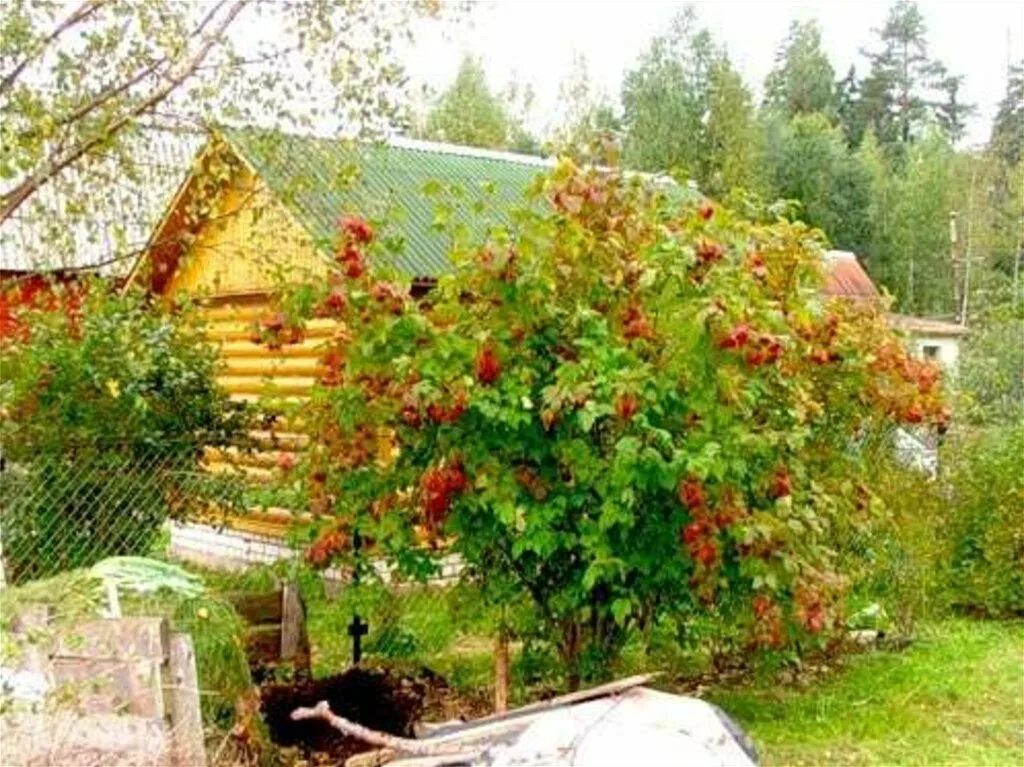 Можно ли сажать калину. Калина изгородь. Калина Соузга. Калина Таежный Рубин. Рябина Невежинская в ландшафтном дизайне.