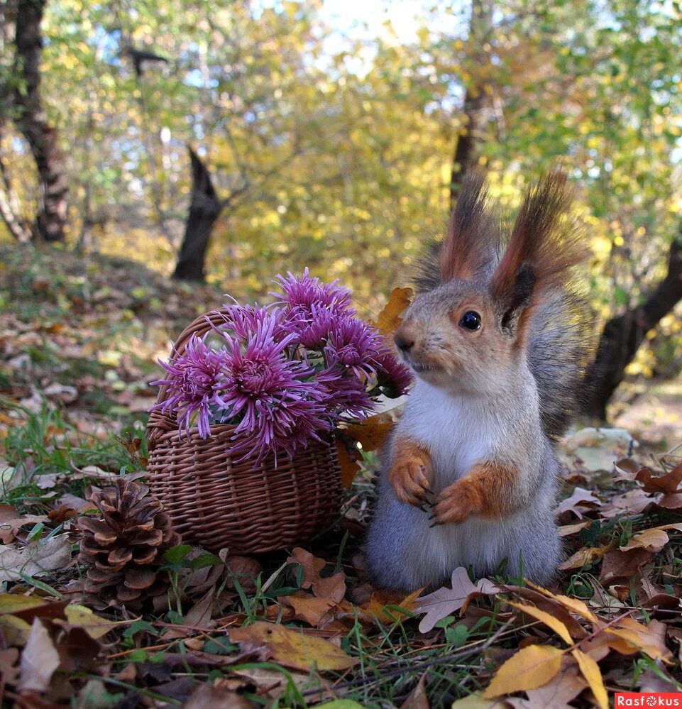 Хорошей осени. Хорошего осеннего дня с белочкой. Веселого осеннего утра. Доброго осеннего дня природа.