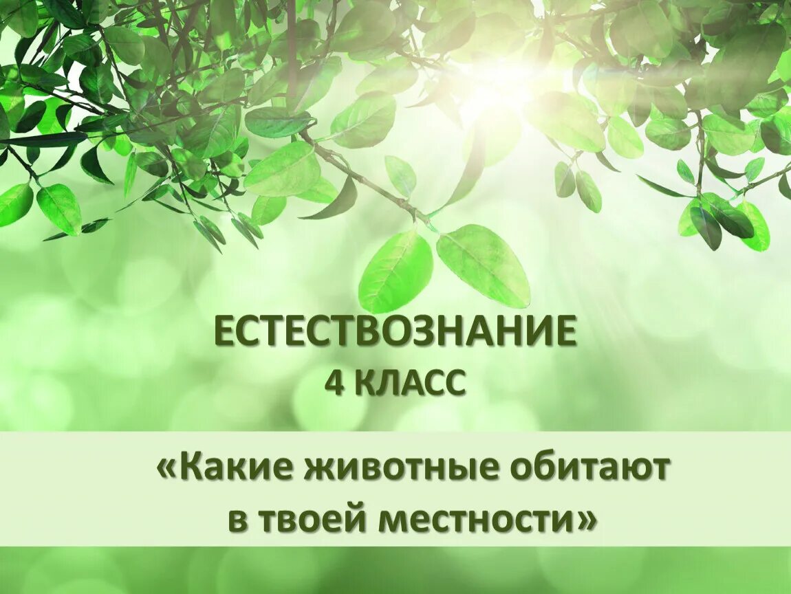 Урок естествознания 4 класс. Картинка урок естествознания.