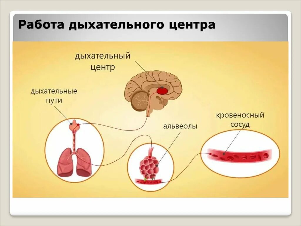 Центр дыхания и сердечно сосудистой деятельности. Дыхательный центр. Дыхательный центр продолговатого мозга. Дыхательный центр расположен. Функции дыхательного центра.