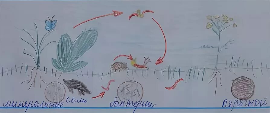 Рисунок сообщество биология 5 класс. Круговорот веществ на лугу 3 класс. Круговорот веществ на лугу 3 класс окружающий мир. Схема круговорота веществ на лугу. Нарисуй схему круговорота веществ на лугу.