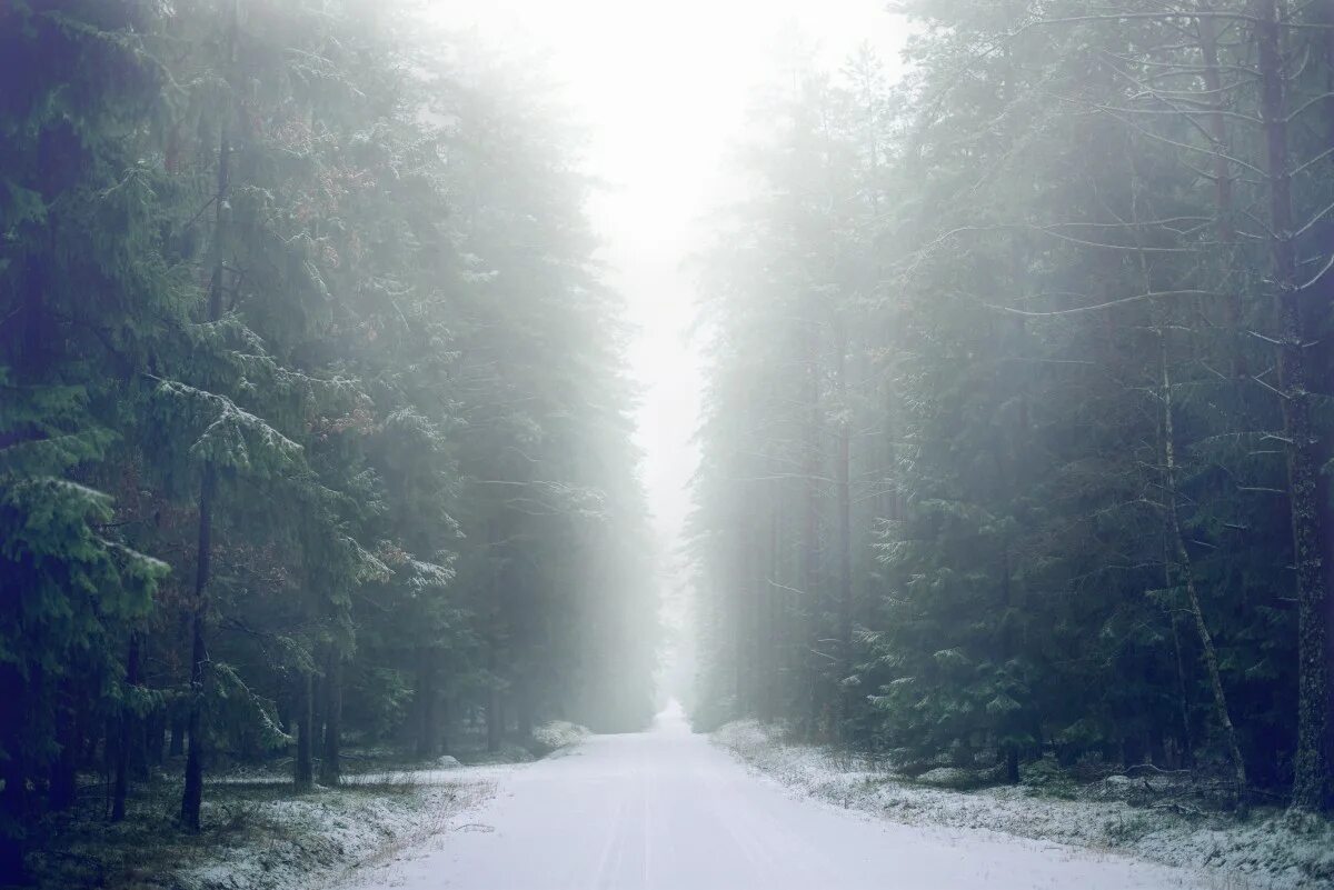 Туман зимой. Зимний лес в тумане. Зимняя дорога в лесу. Туманный лес. Дымка снега