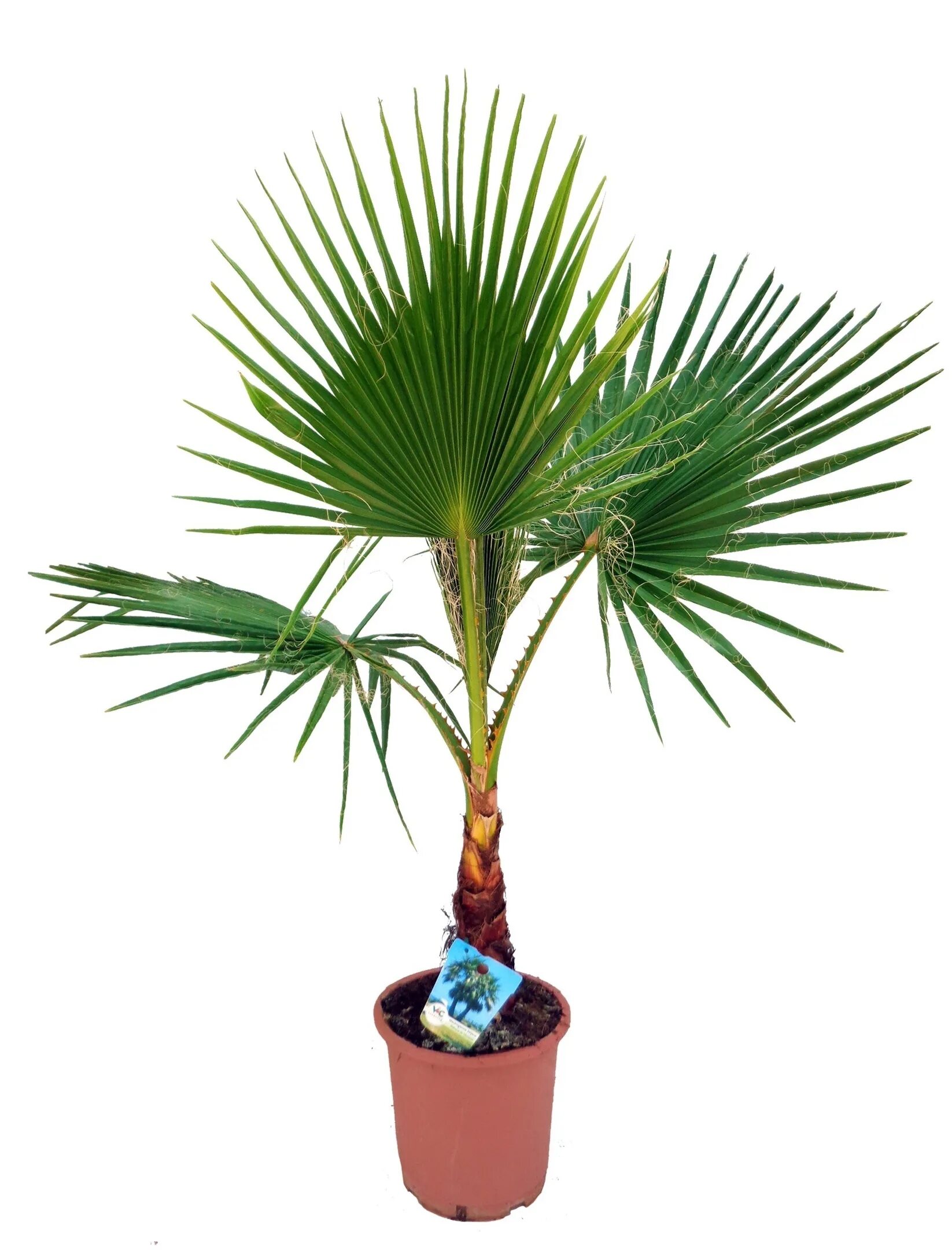 Купить пальму живую. Пальма Вашингтония нитеносная. Вашингтония Филифера. Цветок Пальма Вашингтония. Вашингтония нитчатая.