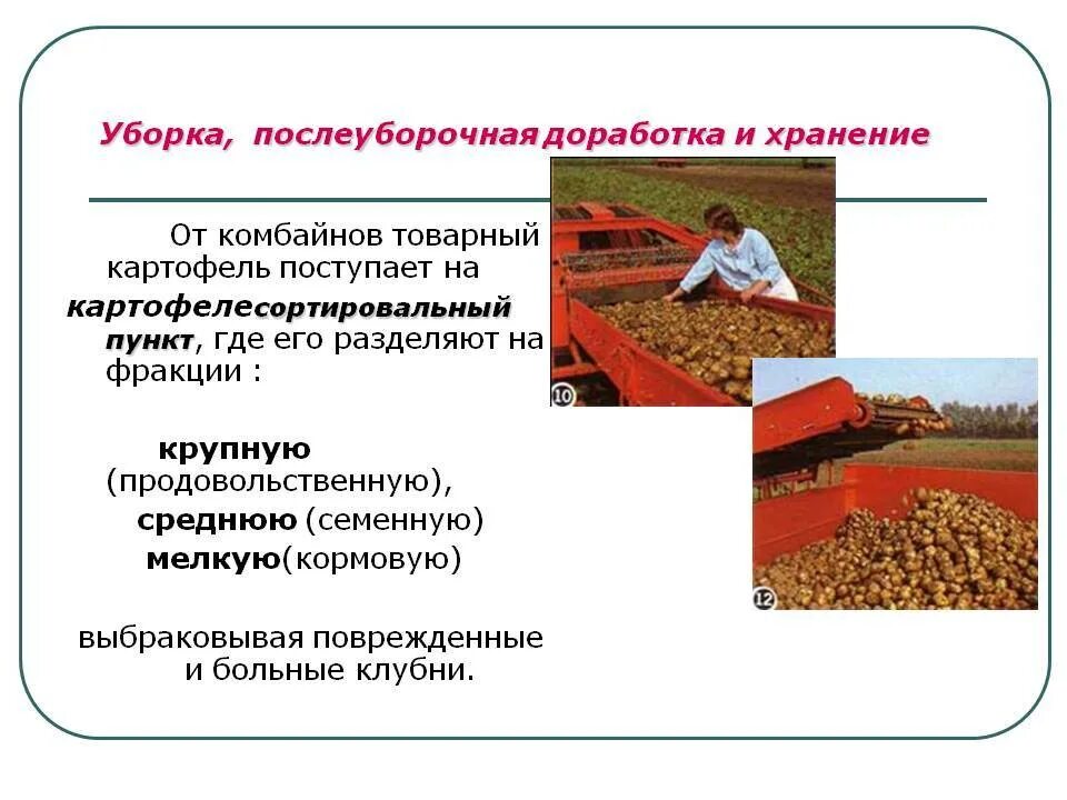 Технология послеуборочной обработки картофеля. Технологии уборки урожая картофеля. Уборка, послеуборочная переработка и хранение картофеля. Поточная технология уборки картофеля. Технология уборки урожая