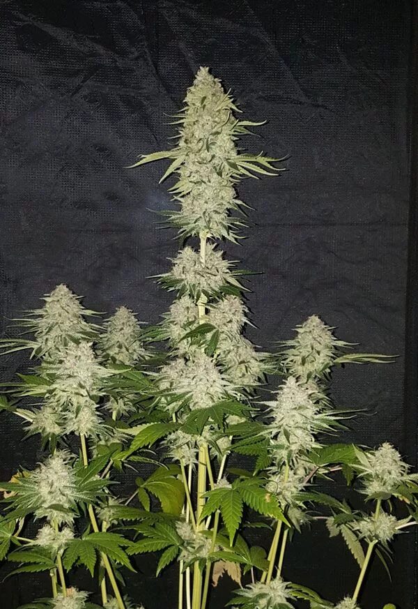 Супер экстра сорт фото. Zkittlez сорт. &quot;lemon zkittle&quot;. сорт канабиса zkittlez. скитлс сорт конопли.