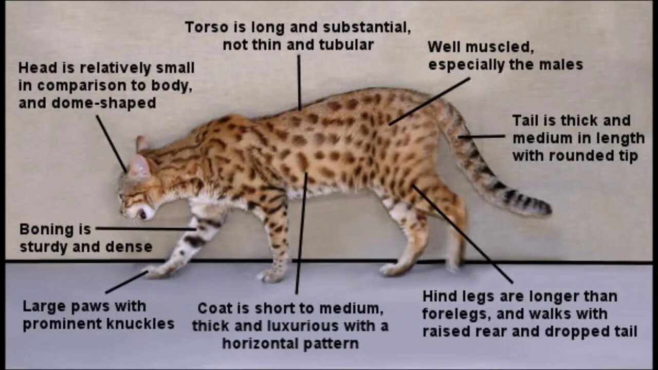 Стандарт породы бенгальской кошки. Стандарт окраса бенгальских кошек. Бенгал стандарт породы. Бенгальская кошка стандарты породы. Бенгалы хвост.