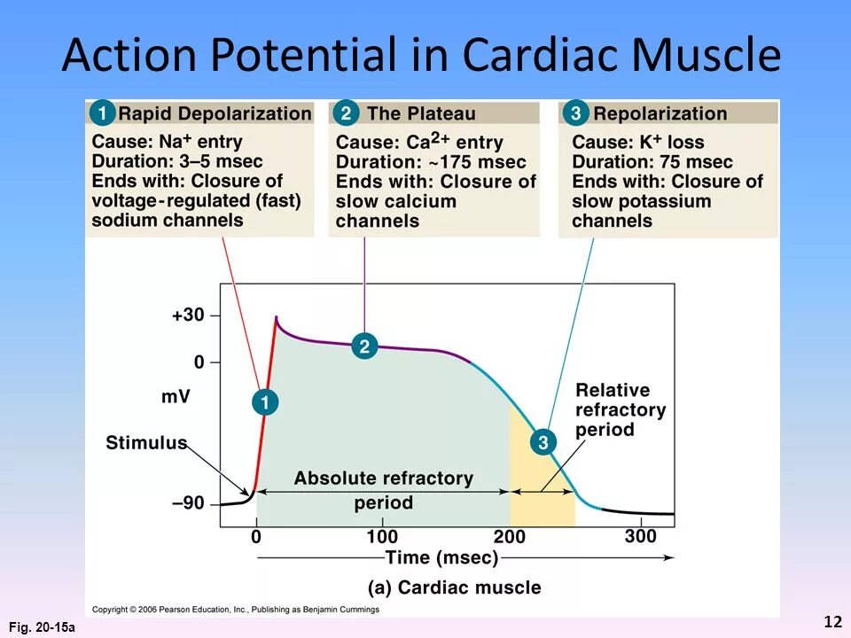 Action duration. Cardiac action potential. phases of action potential. action potential of cardiac myocytes. action potential scheme.