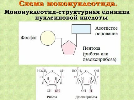 Мононуклеотид это