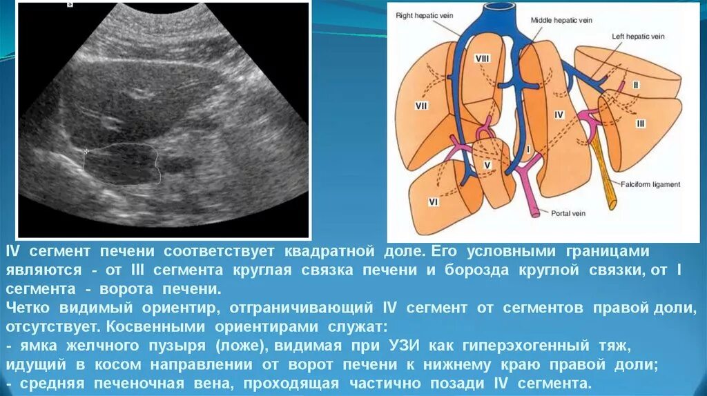 Картинки ПЕЧЕНЬ АНАТОМИЯ КРАТКО