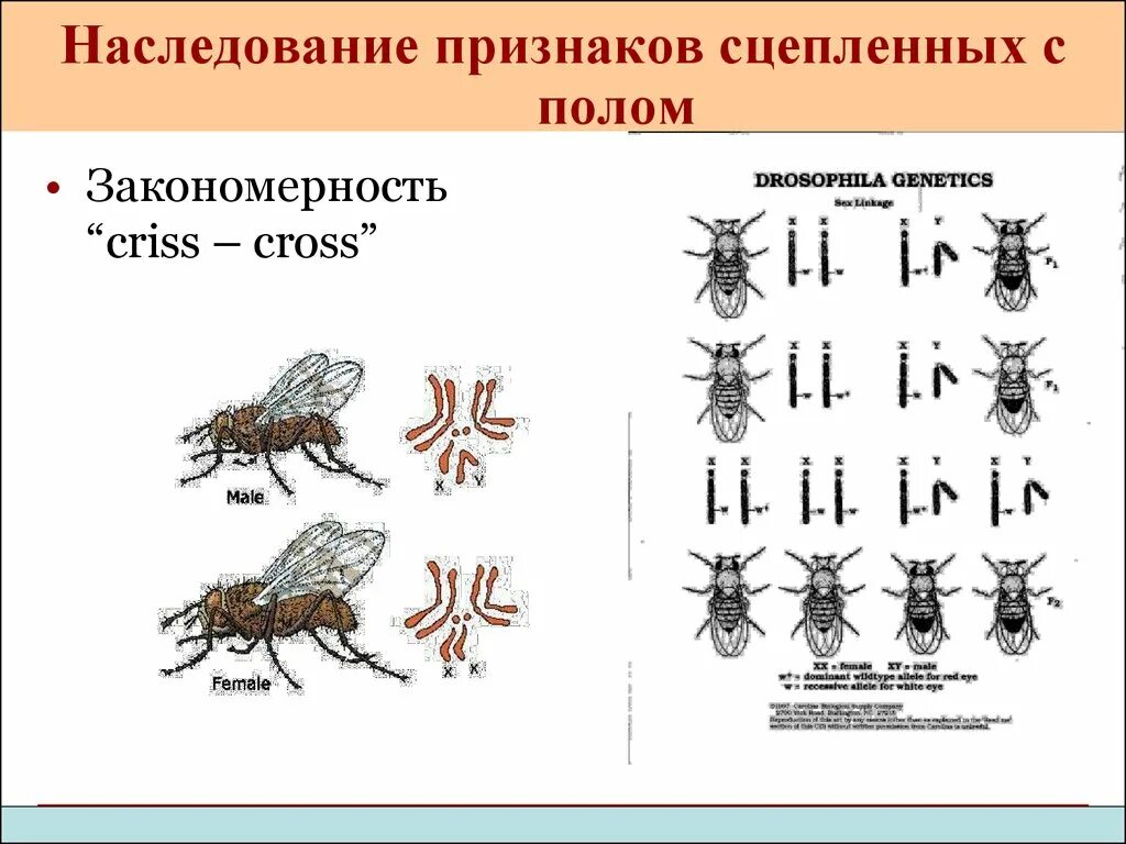 Как наследуется пол у млекопитающих. Сцепленное наследование признаков генетика. наследование пола у дрозофил. дрозофилы сцепленное наследование признаков. наследование признаков сцепленных с полом.