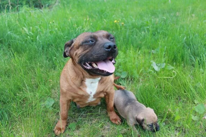 ищем хозяев стаффа рыжий. амстаффорд рыжий. стаффбуль в добрые руки. стафф ищет хозяина два ошейника красноярский край 2023. отдам стаффордширского терьера.