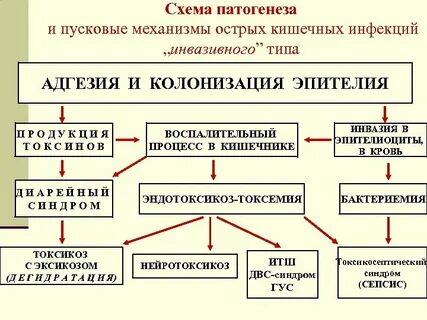 Схема инфекций