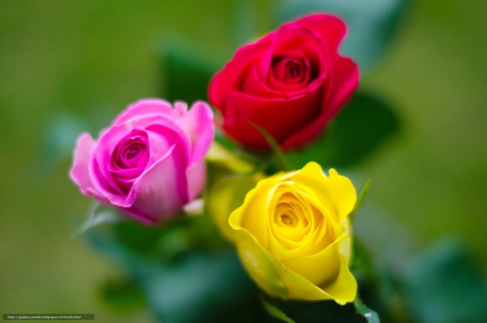 их роз 3. три розы. разные розы. букет роз лежит. модель розы.