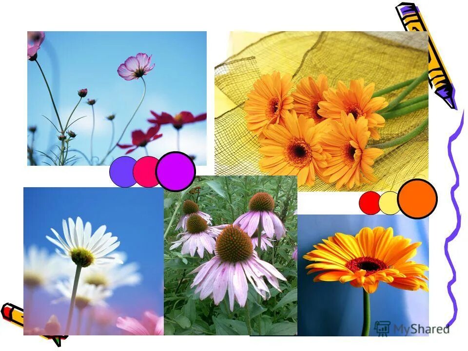 Цветы названия. Цветы названия. Растения однолетники двулетники многолетники. Комнатные растения цветы. Перечисли цветы.