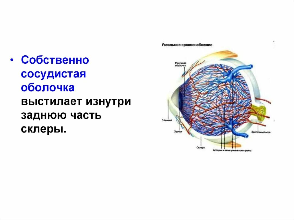 Внутренняя оболочка сосудистая. Сосудистая оболочка строение. Склера сосудистая оболочка. Строение сосудистой оболочки глаза. Собственно сосудистая оболочка глаза.