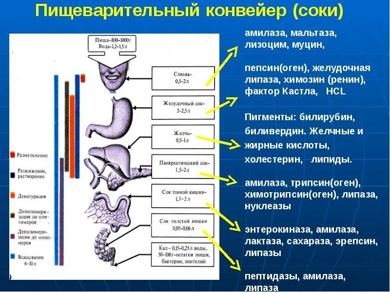 Какая система вырабатывает ферменты. Физиология пищеварения схема. Пищеварительная система человека схема с ферментами. Таблица пищеварительная система физиология человека. Ферменты пищеварительной системы физиология.