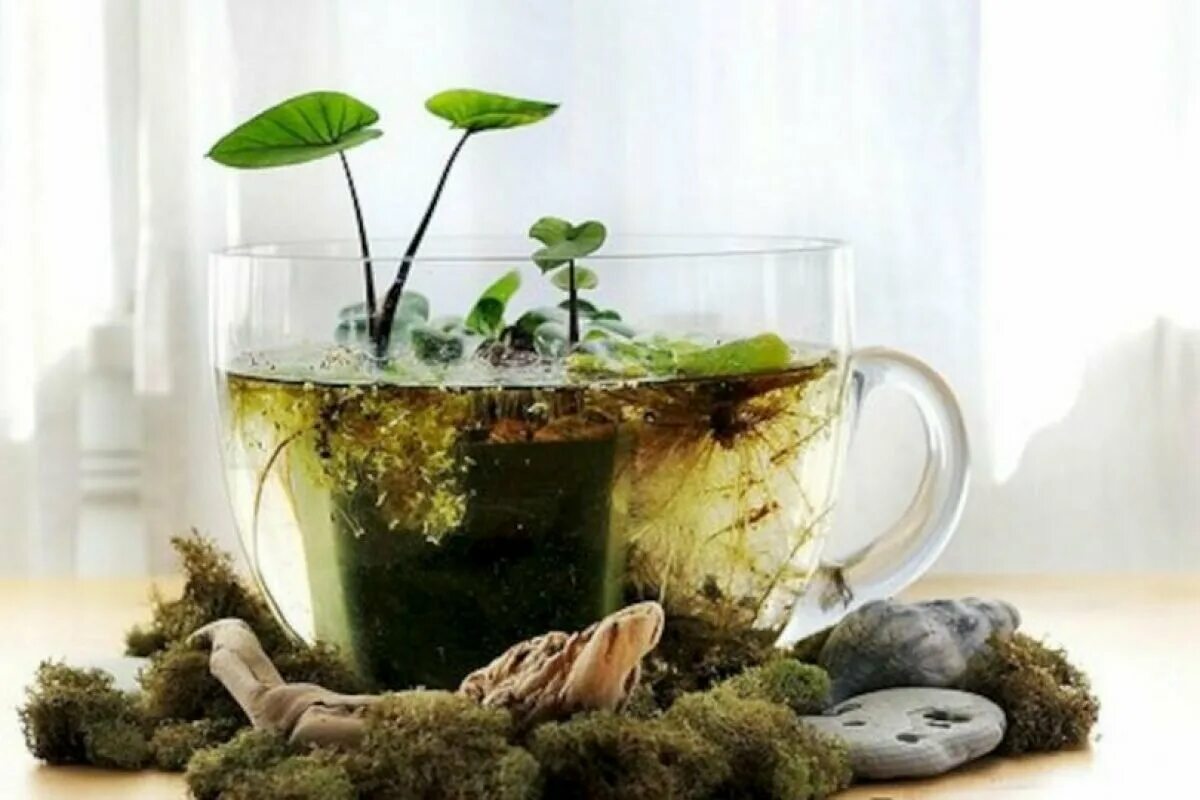 вырастить дома воде. растения растущие в воде. спатифиллум в аквариуме. композиция в аквариуме из комнатных растений. домашние водяные цветы.