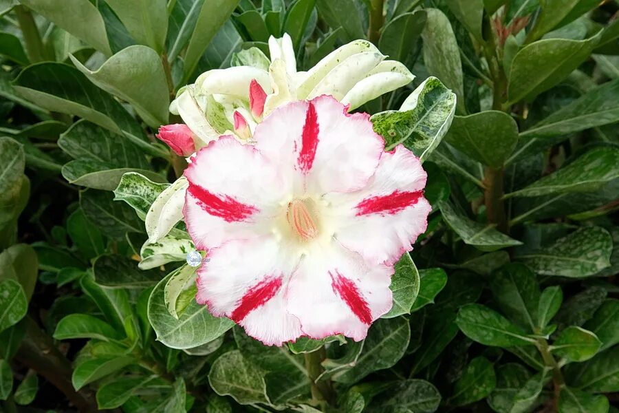 адениум шарлиз фото. адениум обесум махровый. папильон адениум. адениум вариегатный. адениум мист пёрпл.