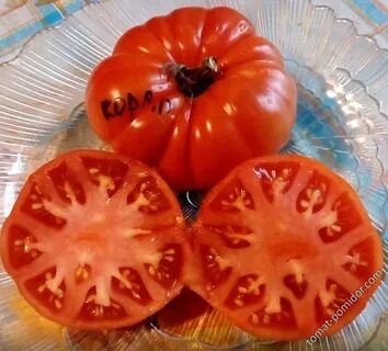 Томат коралловый отзывы