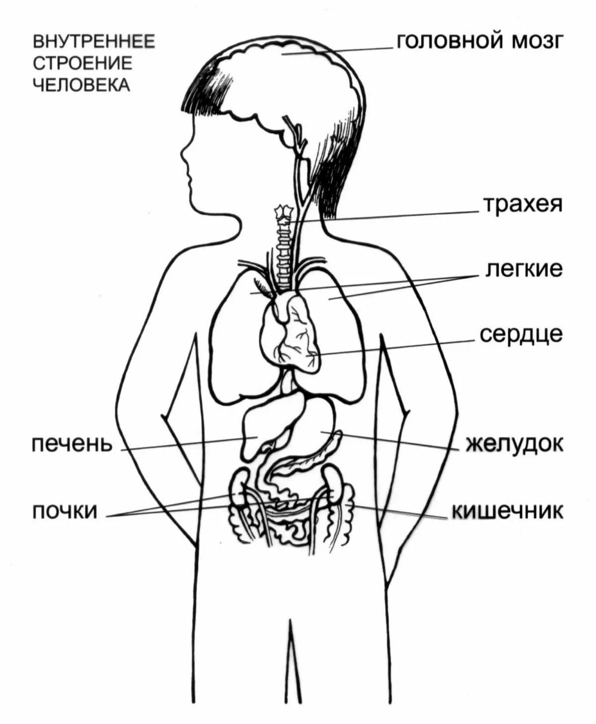 Строение организма рисунок. Строение человека внутренние органы рисунок. Организм человека схема внутренние. Внутренне строение органов человека схема. Схема строения человека внутренних органов 2 класс.