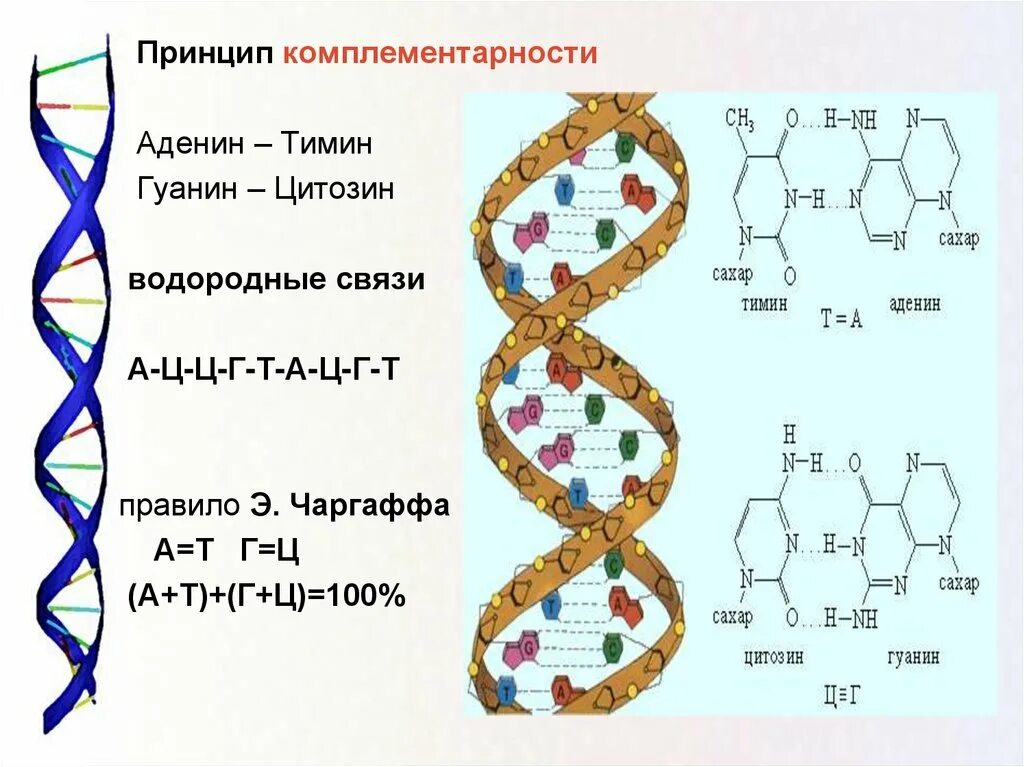 Пары рнк