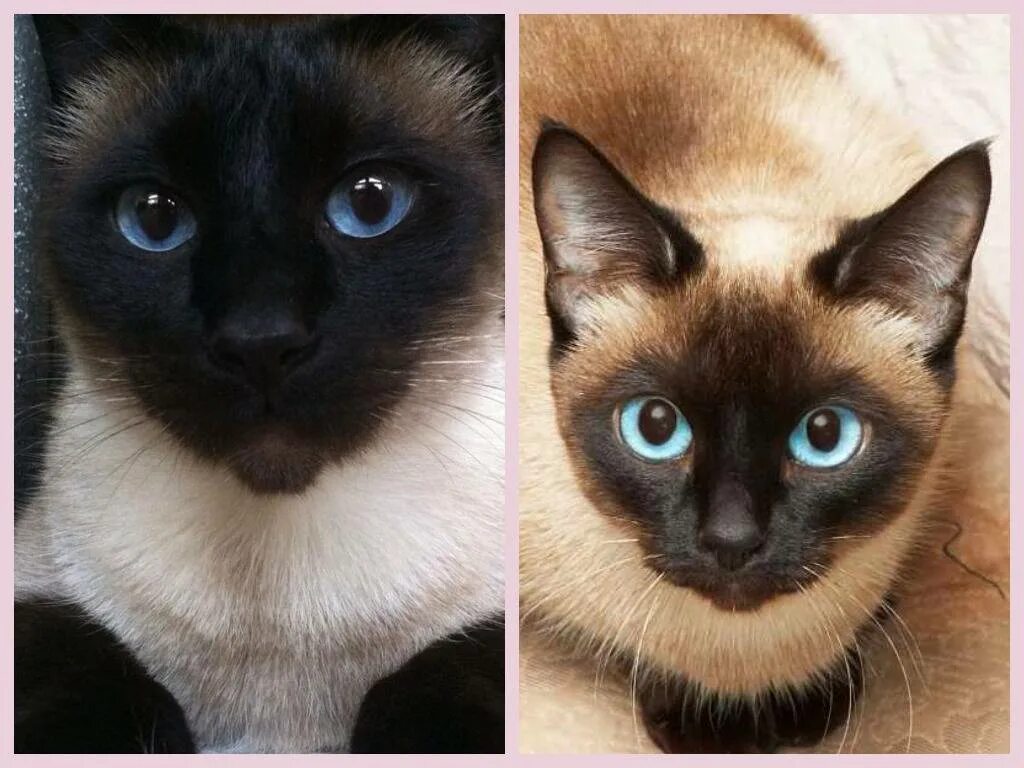 Различия кошек. Сиамская и тайская. Сиамская и тайская кошка. Тайская и Сиамская кошка отличия. Сиамский кот и тайский кот отличие.