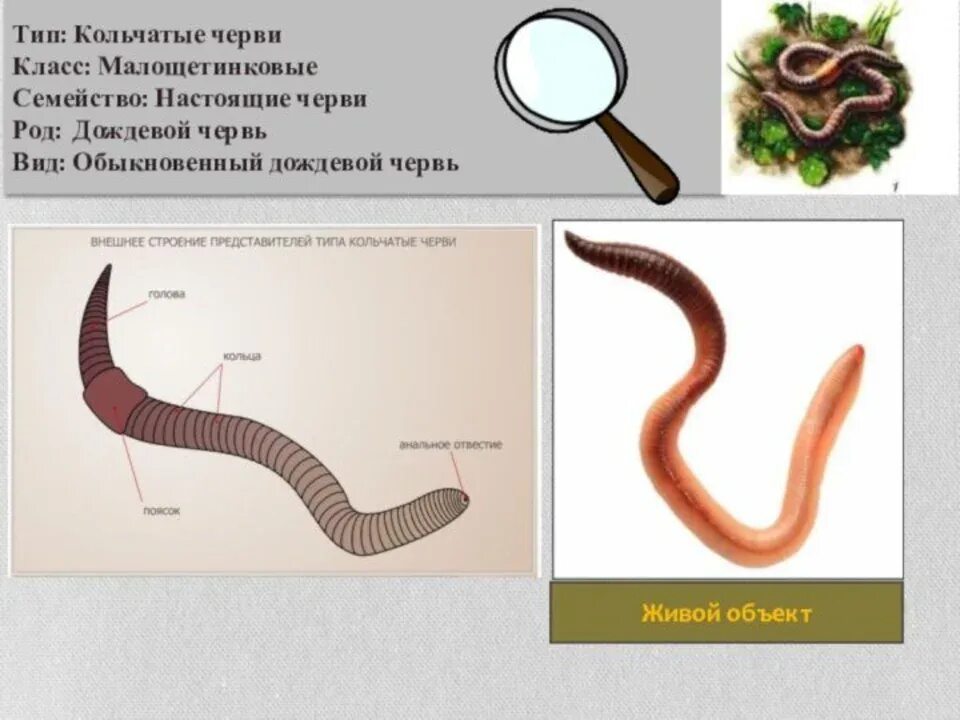 Части дождевого червя. Малощетинковые черви внешнее строение. Черви дождевые биология внешнее строение. Тип кольчатые черви строение дождевого червя. Части тела дождевого червя 7 класс.