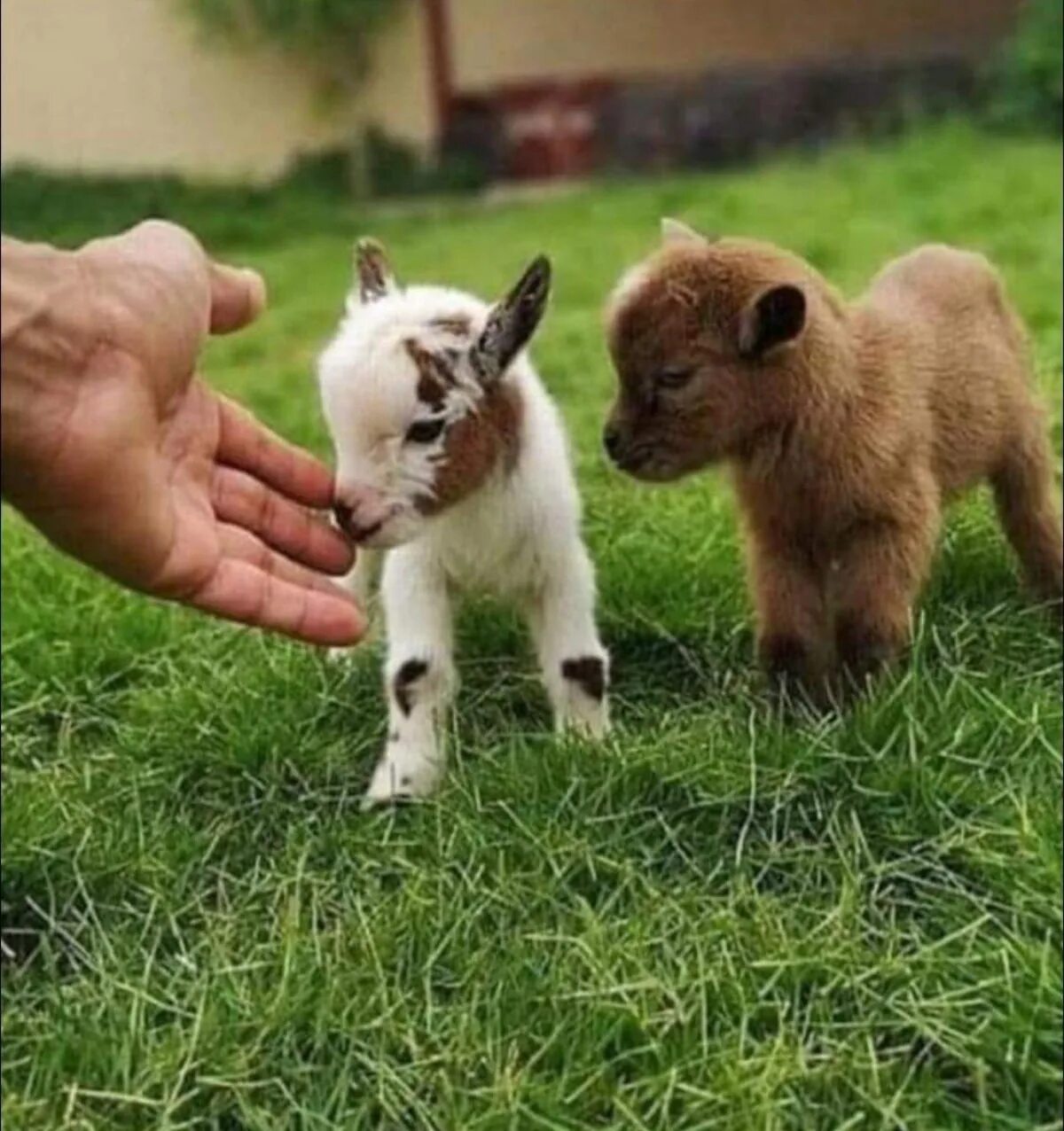 Мини козы. Валлийская черношеяя коза. Мини козы. Мини козы. Камерунская порода коз.