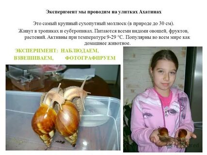 Продолжительность жизни улитки
