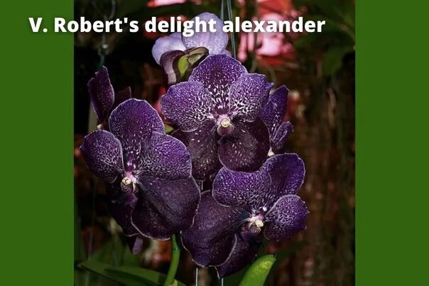 Delight avatar. Терзи михаил сергеевич. Ванда robert delight alexander. Cisum. Alex delight.