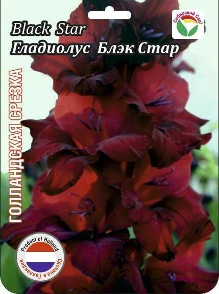 Сорт блэк стар описание. Гладиолус black star. гладиолус крупноцветковый блэк джек. гладиолус арабиан найт. гладиолус маршал тухачевский.