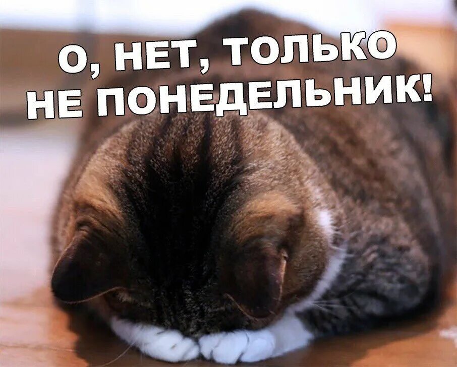 Открытки с понедельником прикольные. Веселого понедельника. Открытки с понедельником прикольные. Прикольное про понедельник. Прикольное про понедельник.
