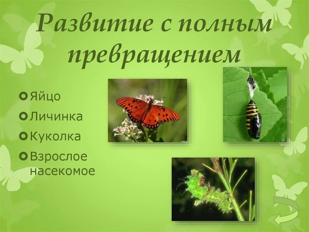 Развитие насекомых с полным превращением. С полным превращением развиваются. Развитие с полным превращением. Развивающихся с полным превращением.