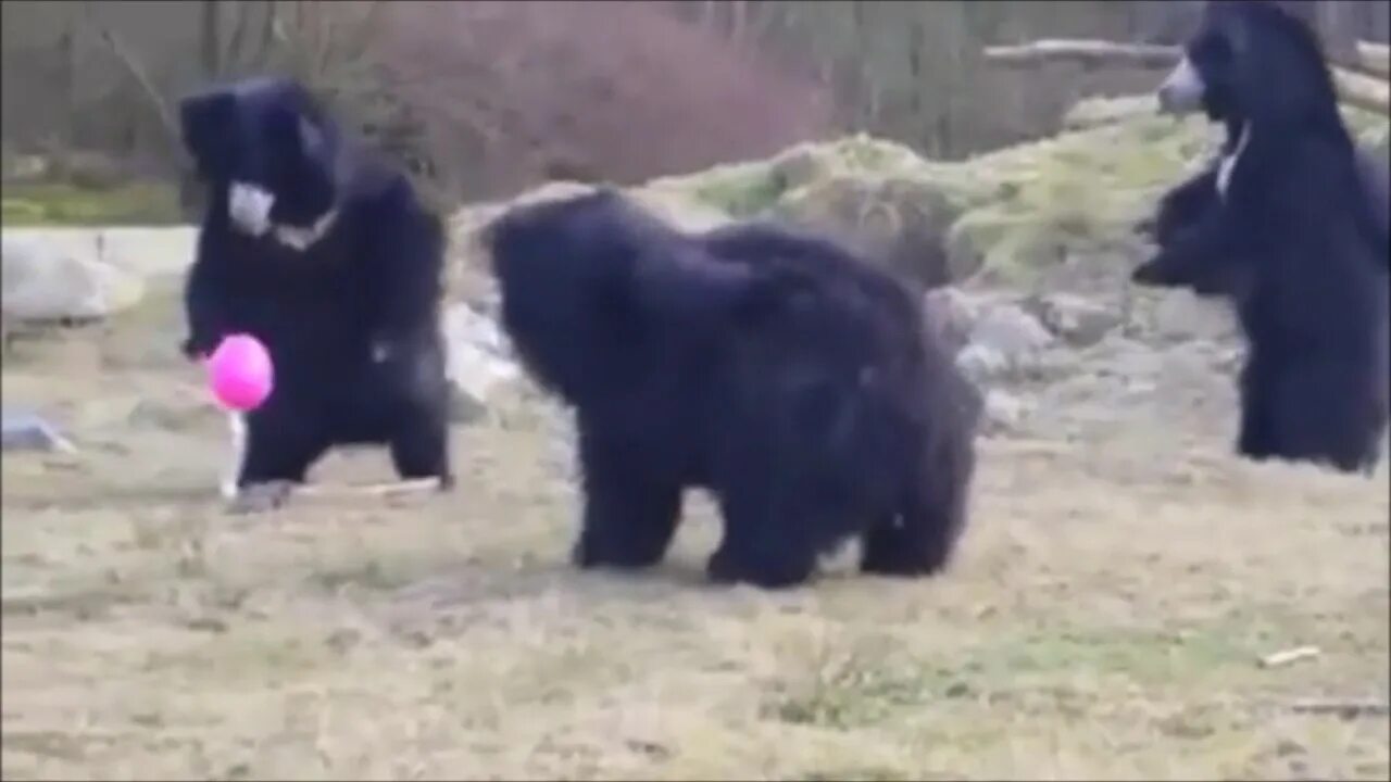 Видео смешной мишка. Воздушный медведь. собака катит шар. bear with balloons. видео мишка воздушный работает.