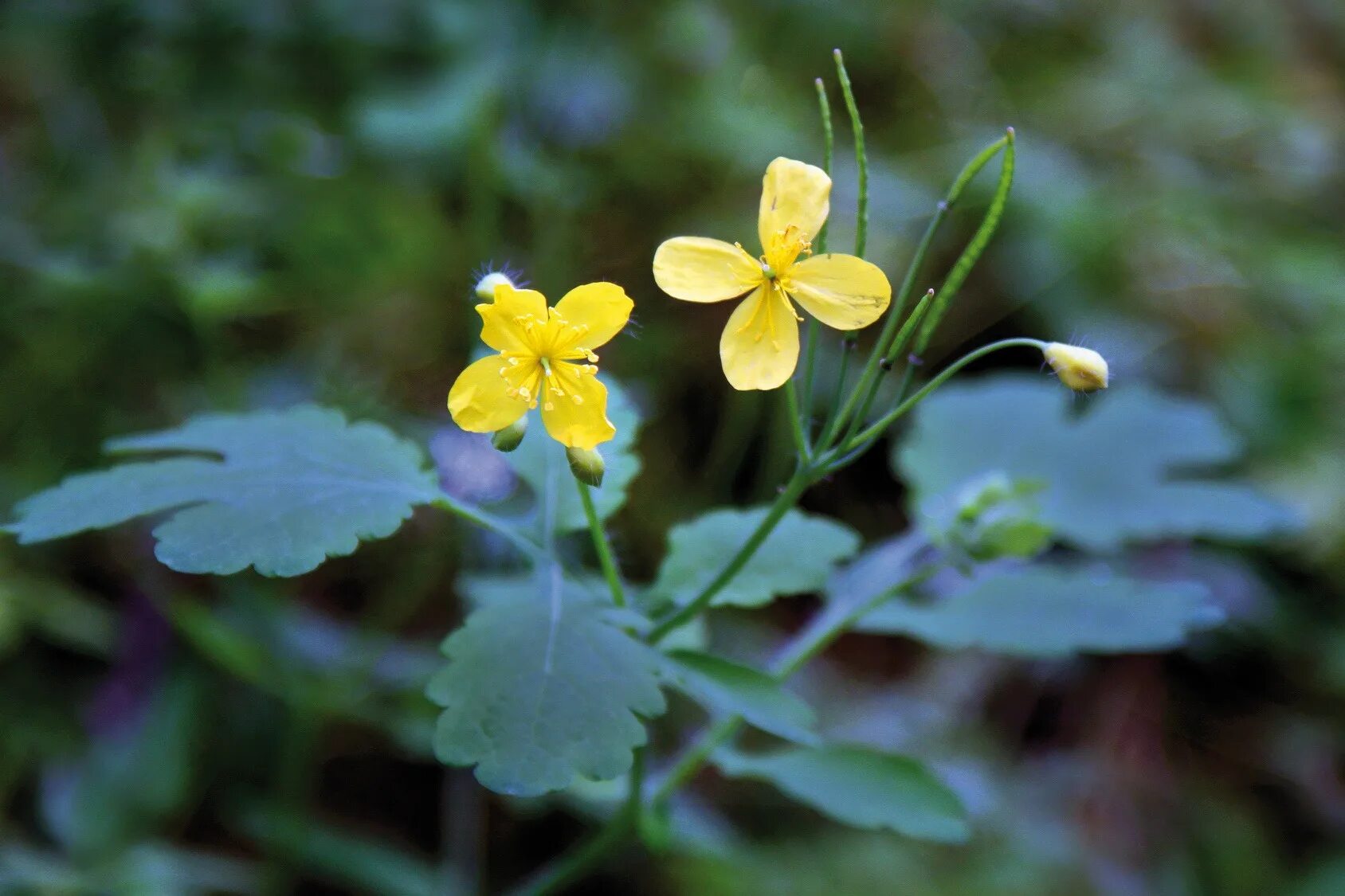 Листья чистотела. Chelidonium majus. Chelidonium. Хелидониум (чистотел).. Чистотел большой Chelidonium majus. Chelidonium majus однолетнее.