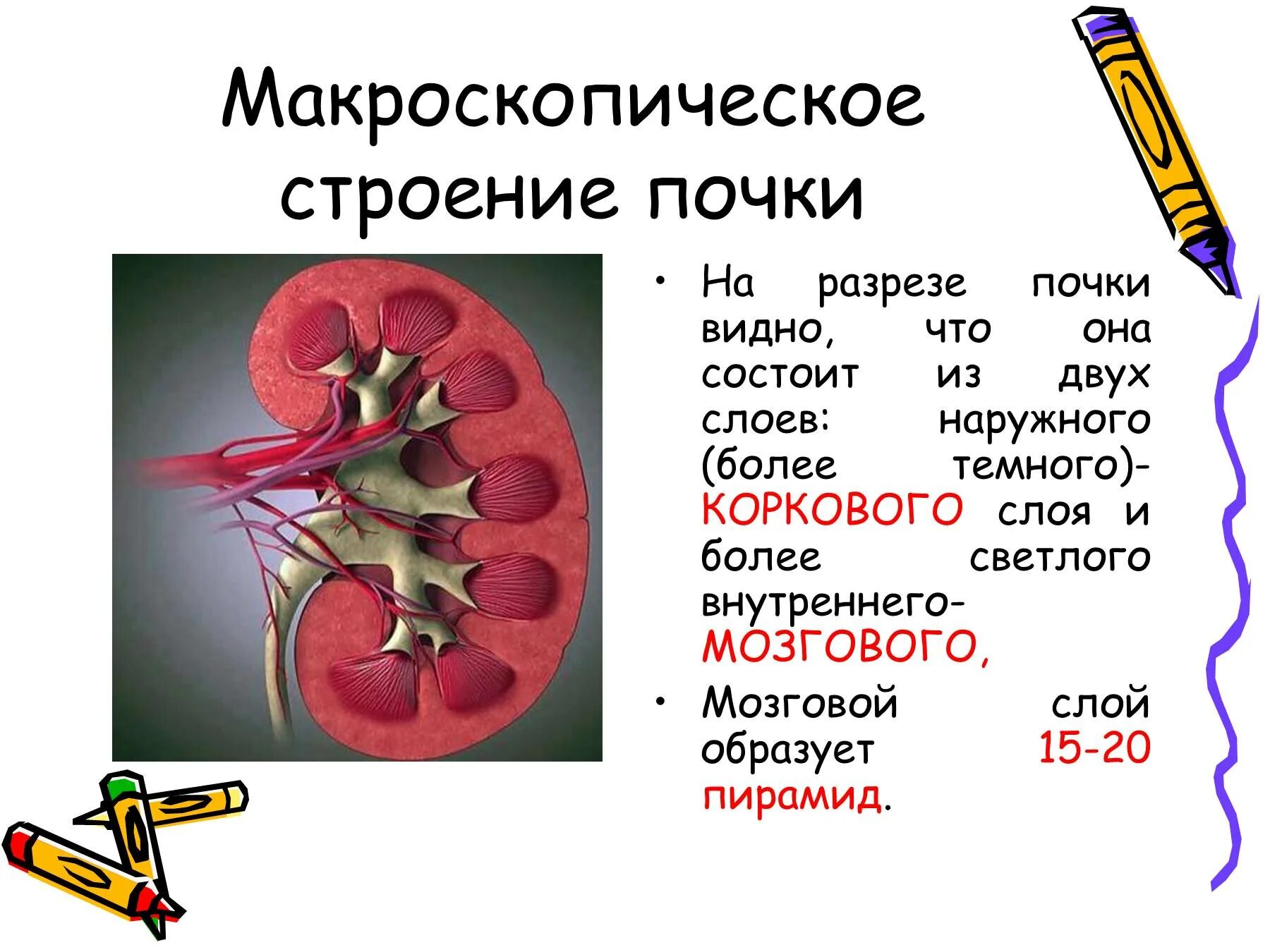 Строение почки биология 8 кл. Почки - положение, строение: макроскопическое и микроскопическое.. Строение почки 8 класс кратко. Строение почки 8 класс биология. Значение почек биология 8 класс