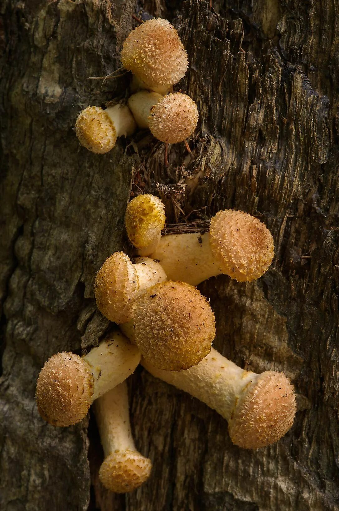 1 опенок 2 опенка 3 опенка. Опёнок осенний. опенок осенний (armillaria mellea; armillaria borealis. опята осенние маленькие. дубовые опята.