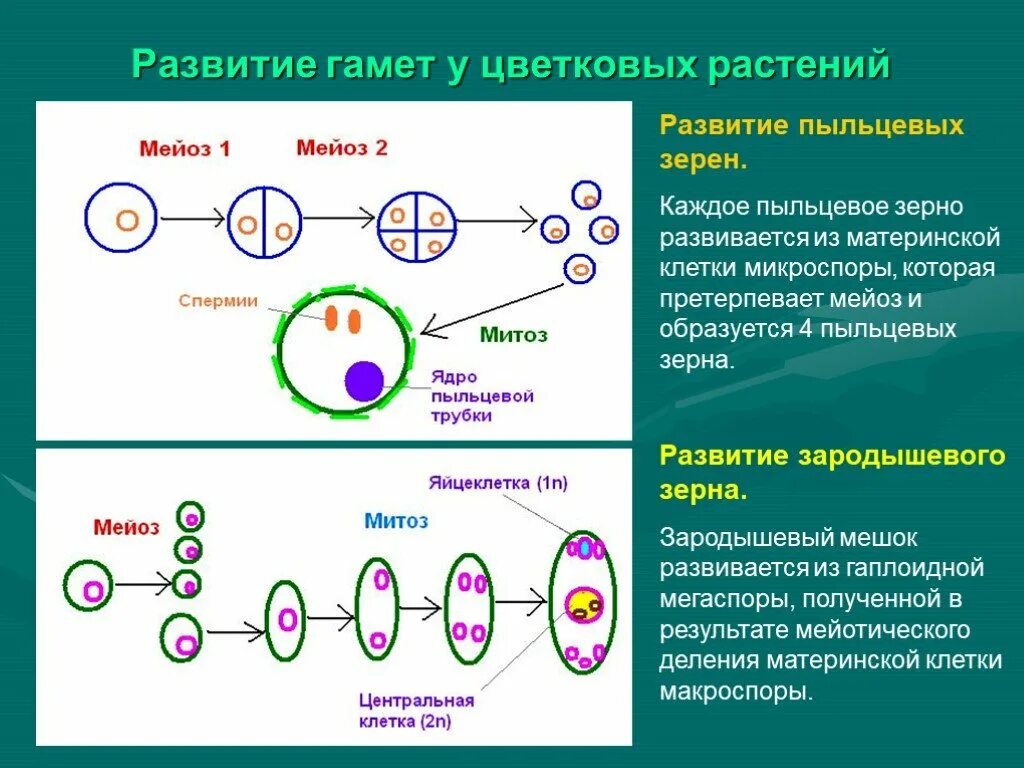 Развитие половых клеток мейоз оплодотворение 9 класс. Образование половых клеток у животных мейоз. мейоз деление половых клеток. гаметогенез мейоз 1 и мейоз 2. митоз микроспоры.