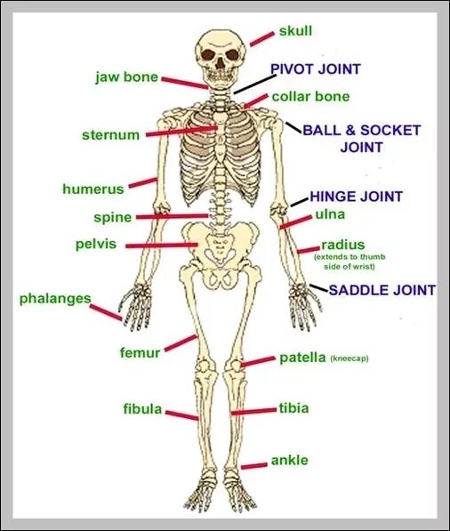 Human join. Human joints. body joints. joints names. joints in human.