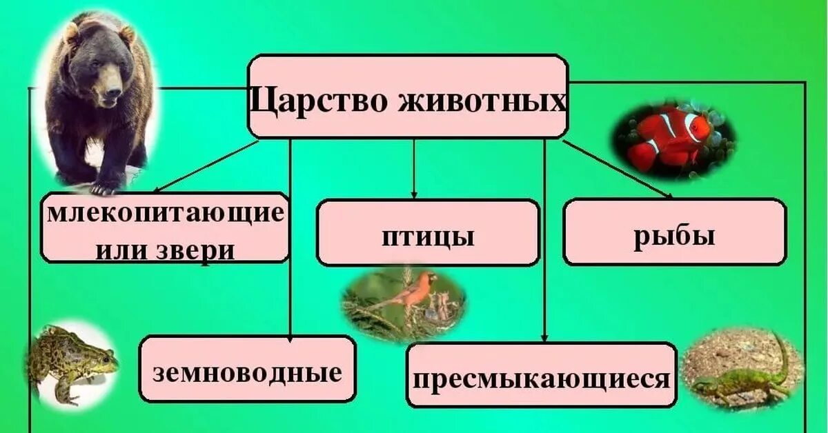 В царстве животных. Представители царства животных. Биология царство животных. Царство животных 5 класс.