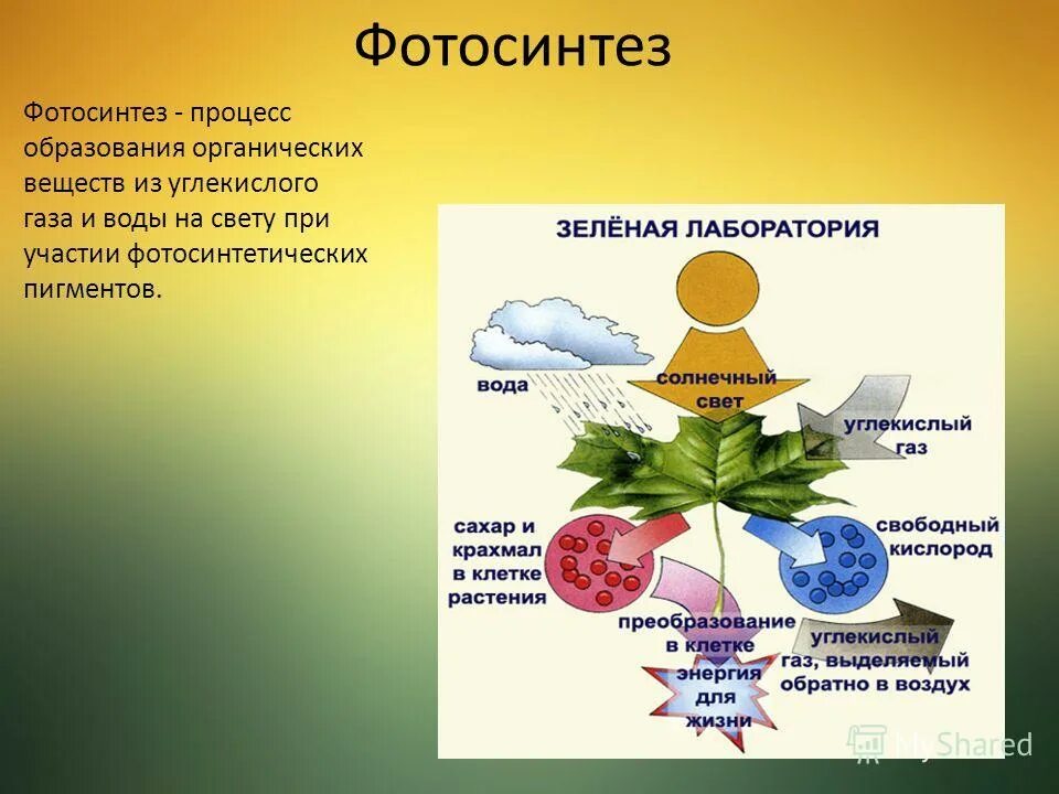 В результате фотосинтеза кислород